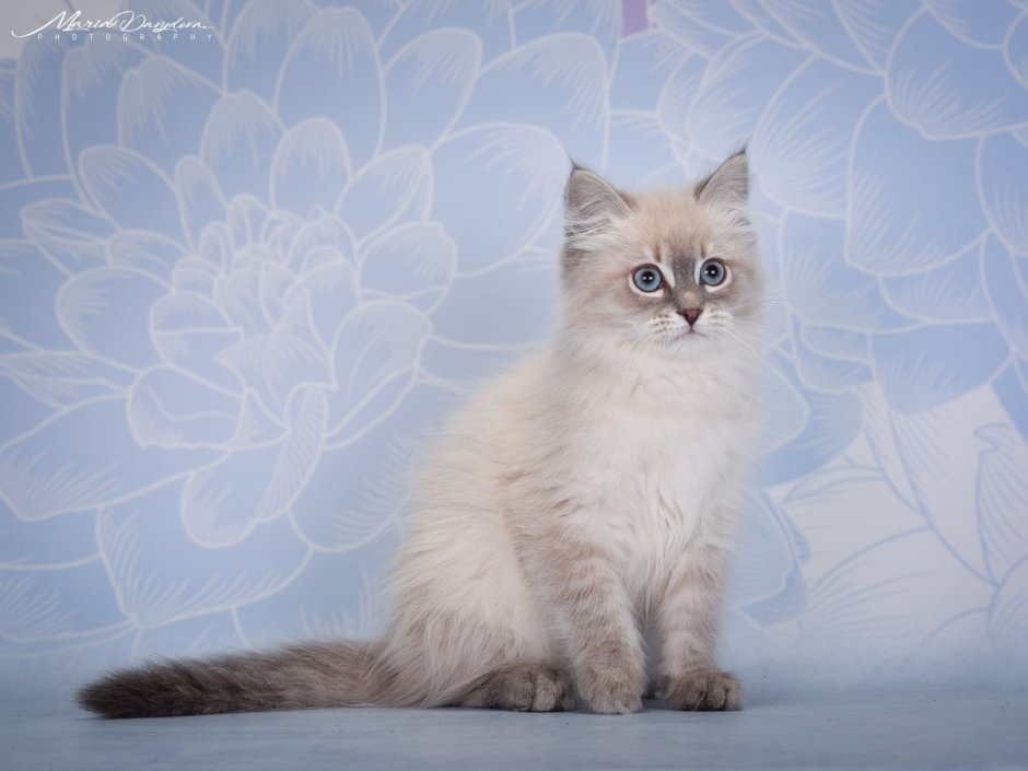 Невская маскарадная кошка колор Пойнт