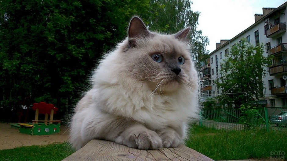 Невский мраморный кот