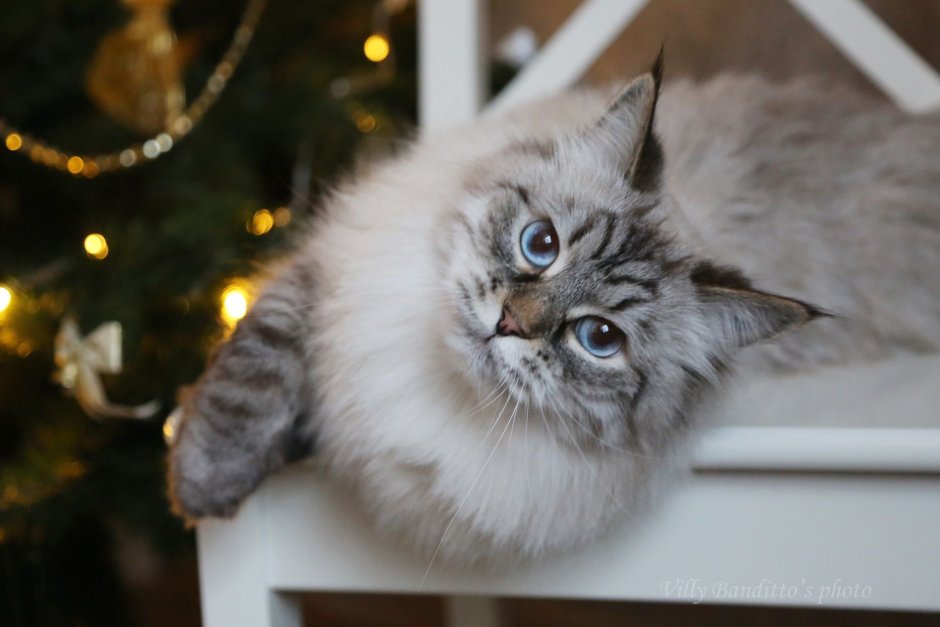Невская Фестивальная кошка