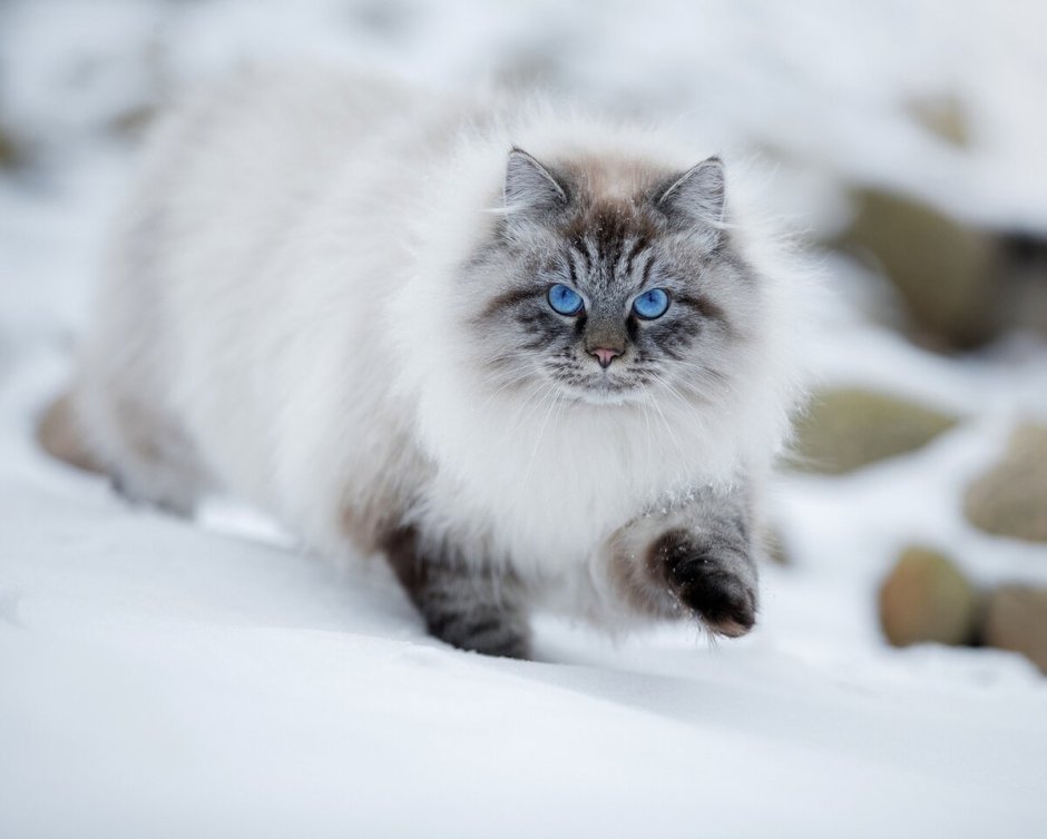 Невская маскарадная кошка спит