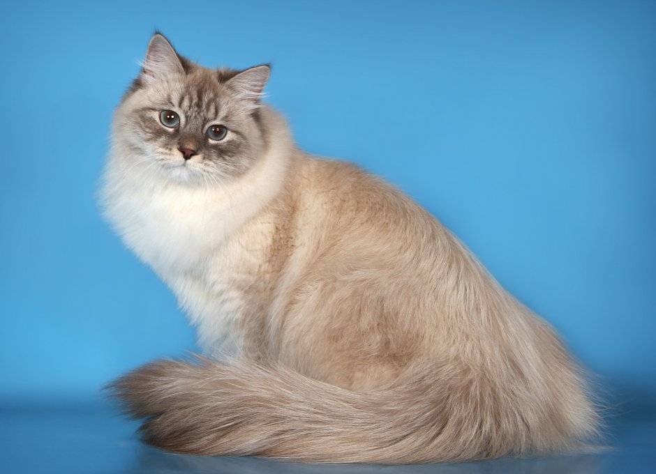 Сибирская маскарадная кошка