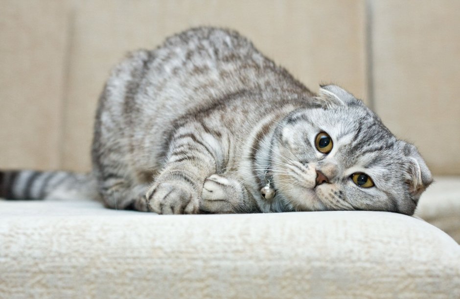 Исландская вислоухая кошка