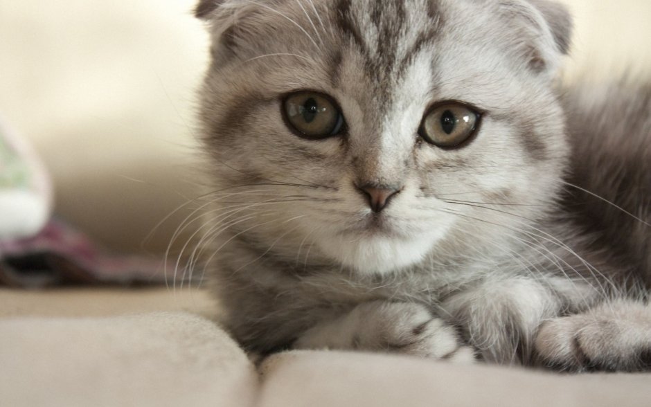 Шотландская вислоухая кошка
