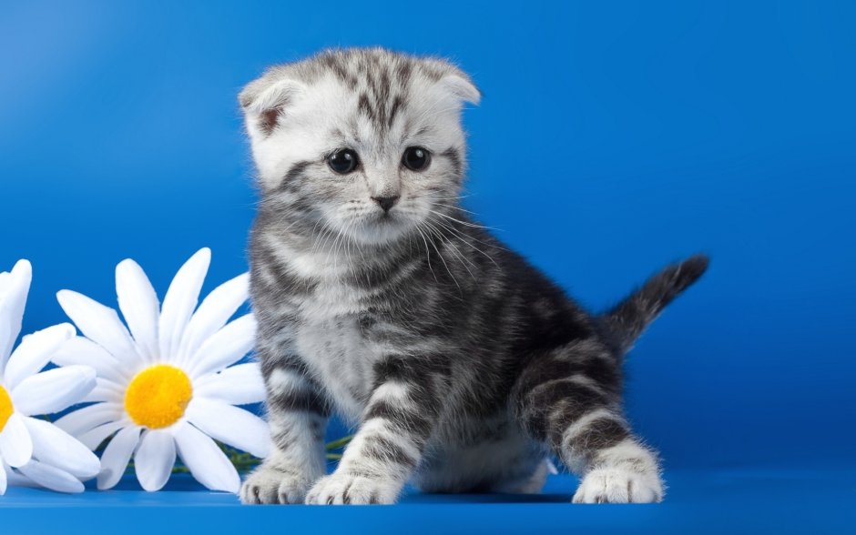 Британец вислоухий котенок полосатый