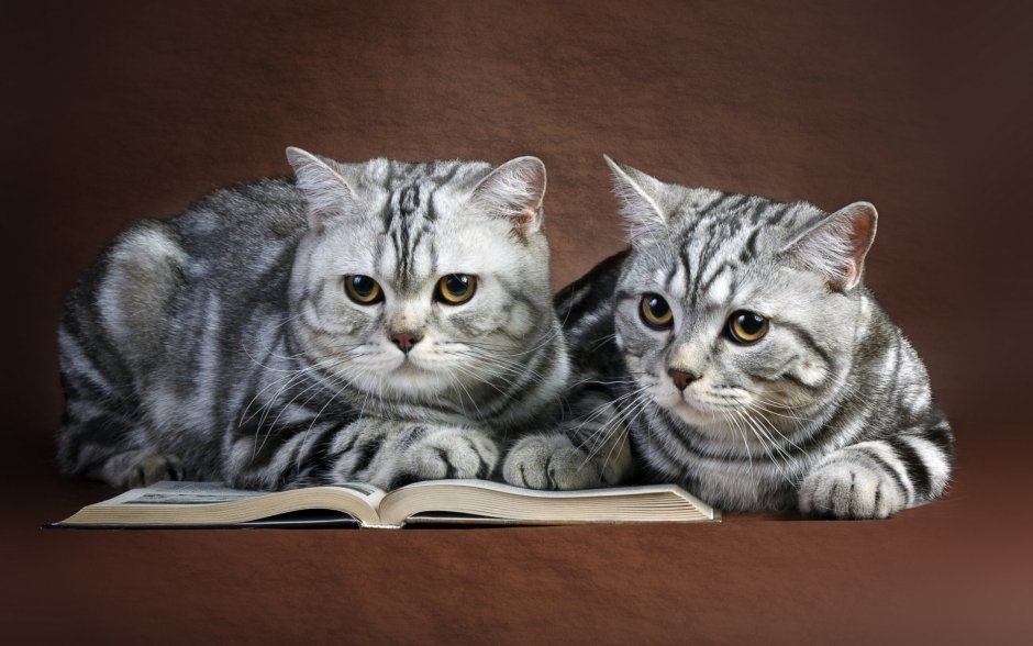 Британец кот