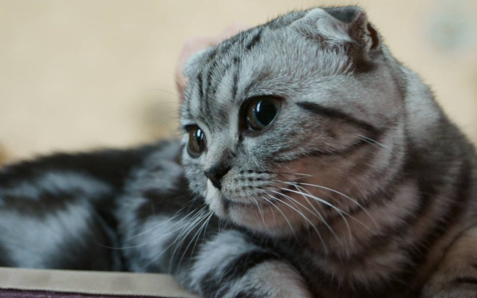 Шотландская кошка скоттиш фолд