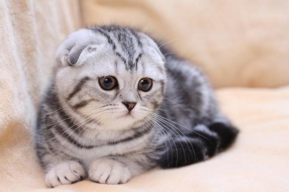 Кот британец вислоухий полосатый