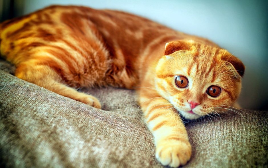 Рыжий вислоухий кот шотландец