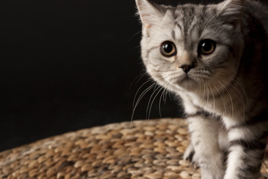 Скоттиш страйт