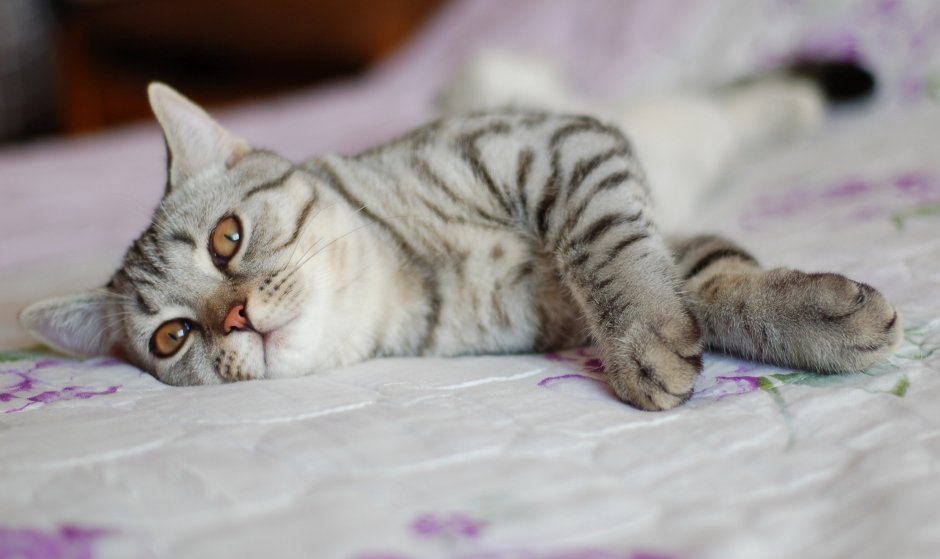 Светлая полосатая кошка