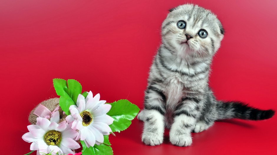 Шотландская вислоухая кошка цветах