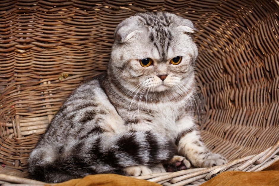 Шотландские кошки страйп