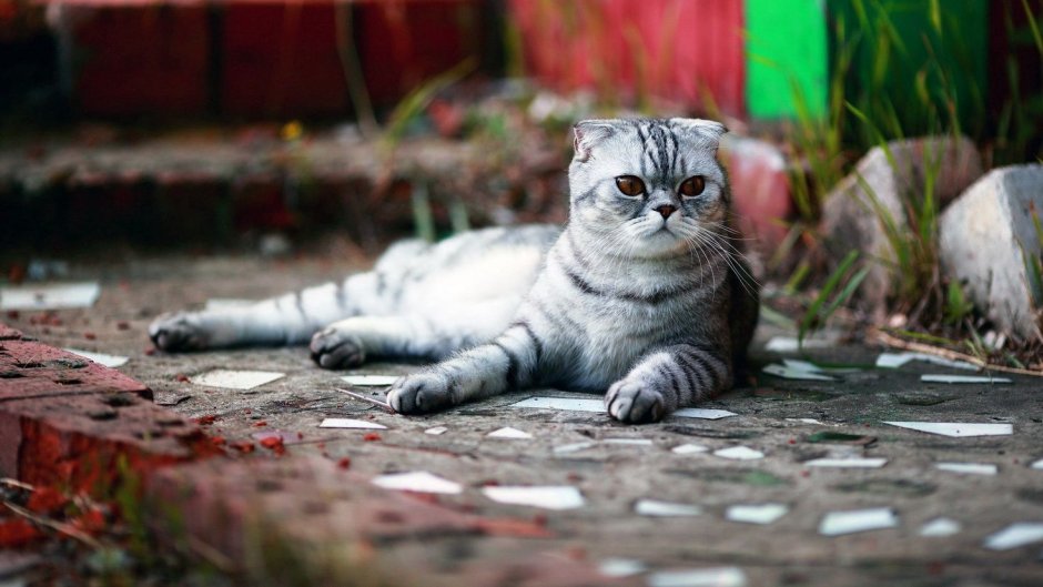 Вислоухие коты шотландцы