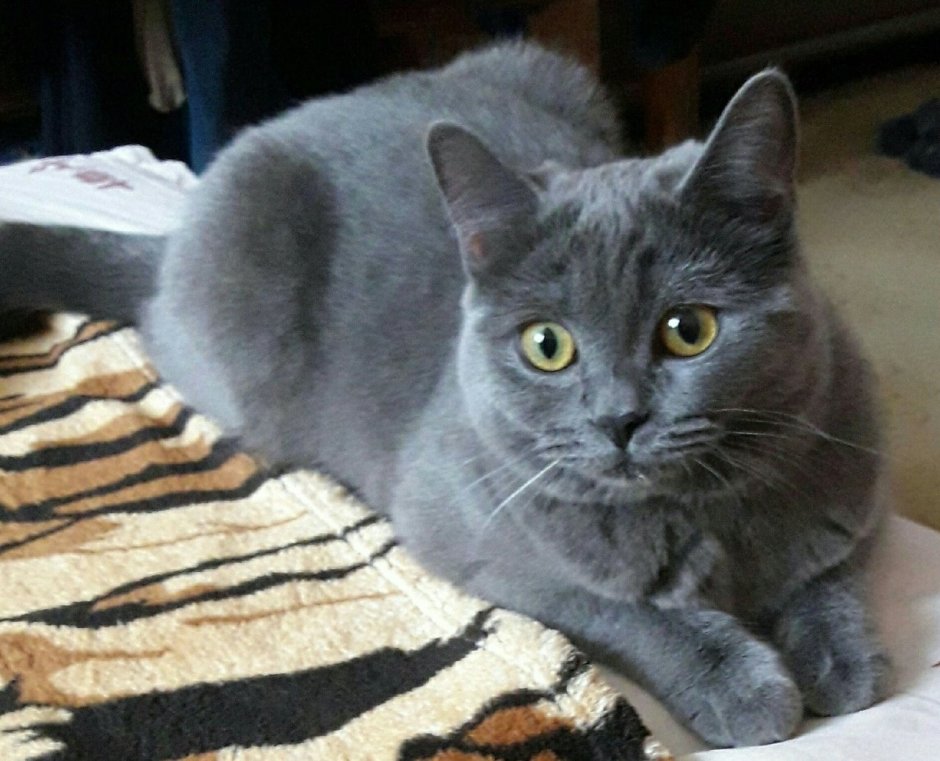 Кошка метис британца