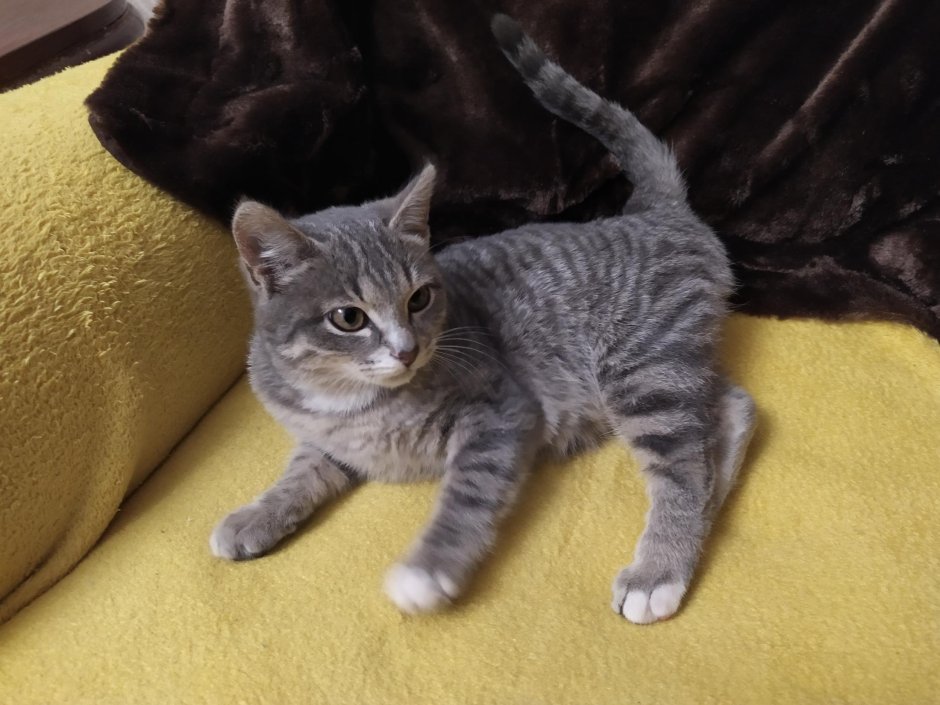 Кот метис британца