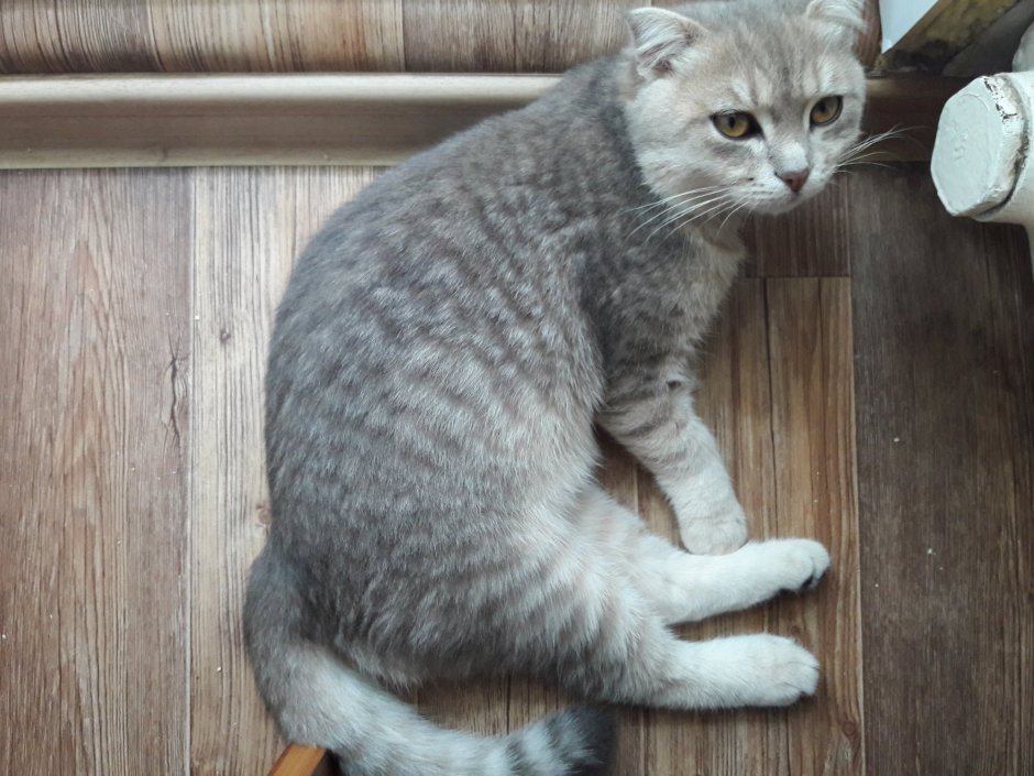 Шотландская вислоухая кошка метис