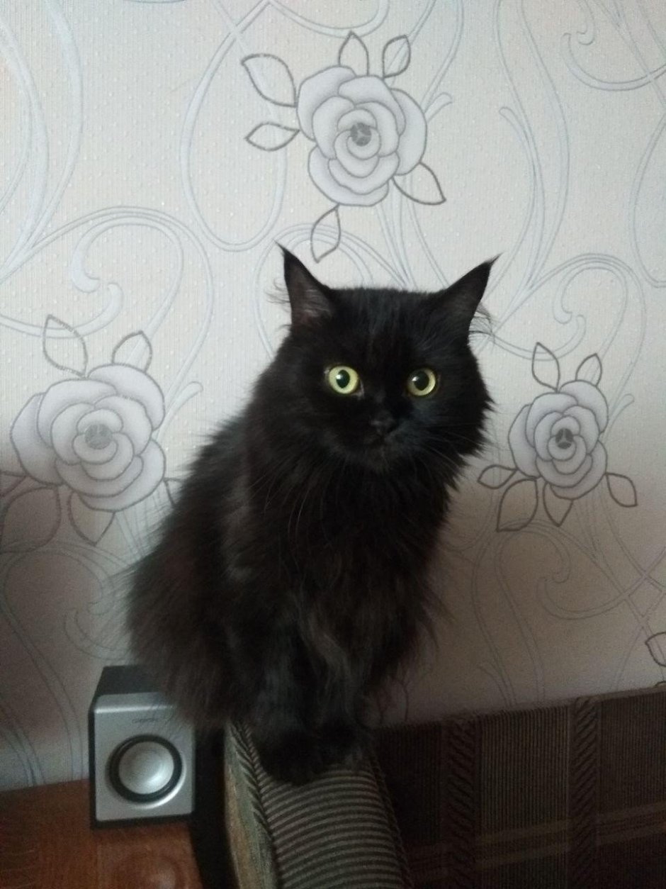 Котята шотландцы Южный