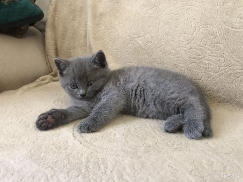 Британец кот смесь