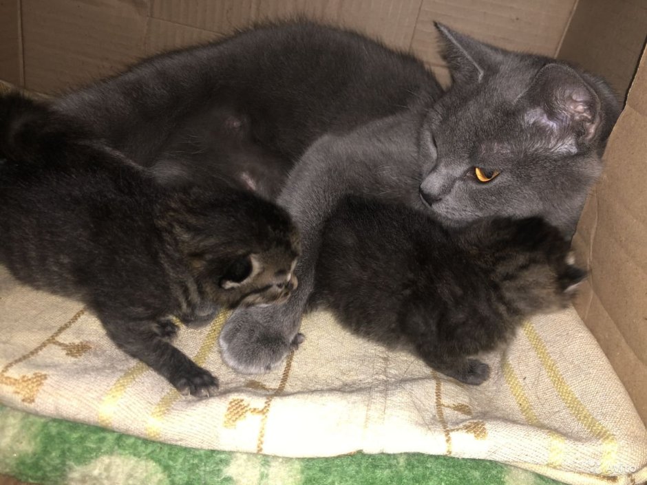 Чистокровный британский кот