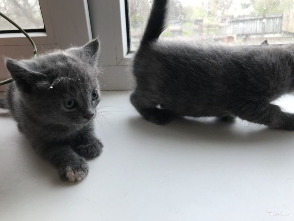 Помесь котёнка британец и шотладка