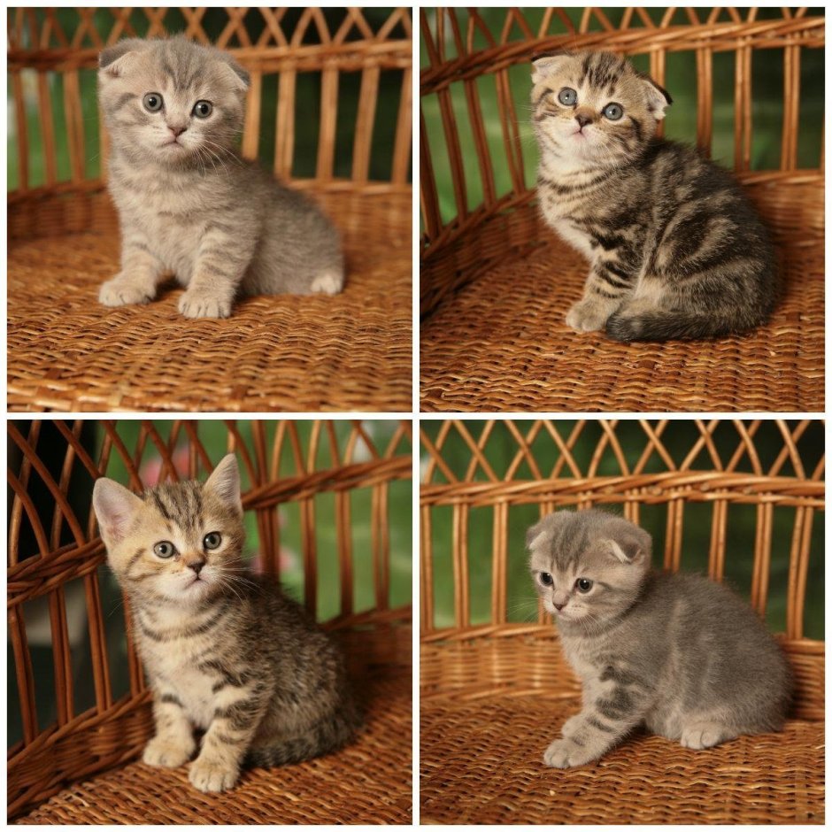 Шотландский котенок расцветка скоттиш