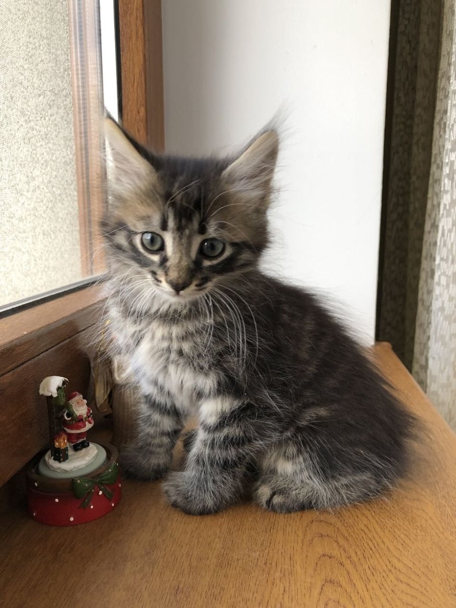 Метис британской кошки