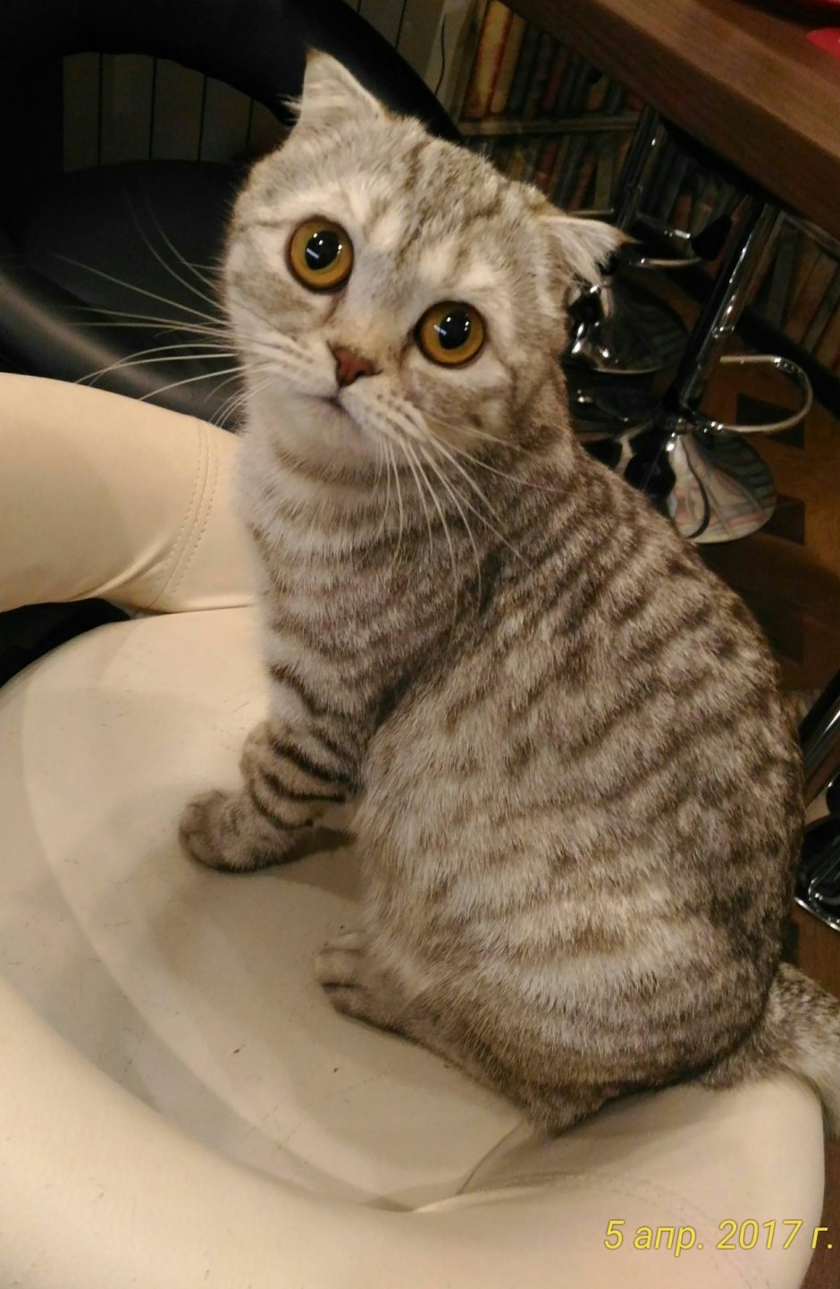 Кот скрвц британец метис