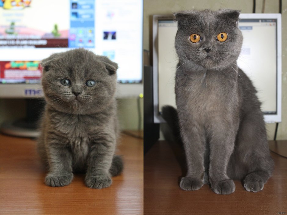 Метис Британская короткошёрстная + скоттиш фолд