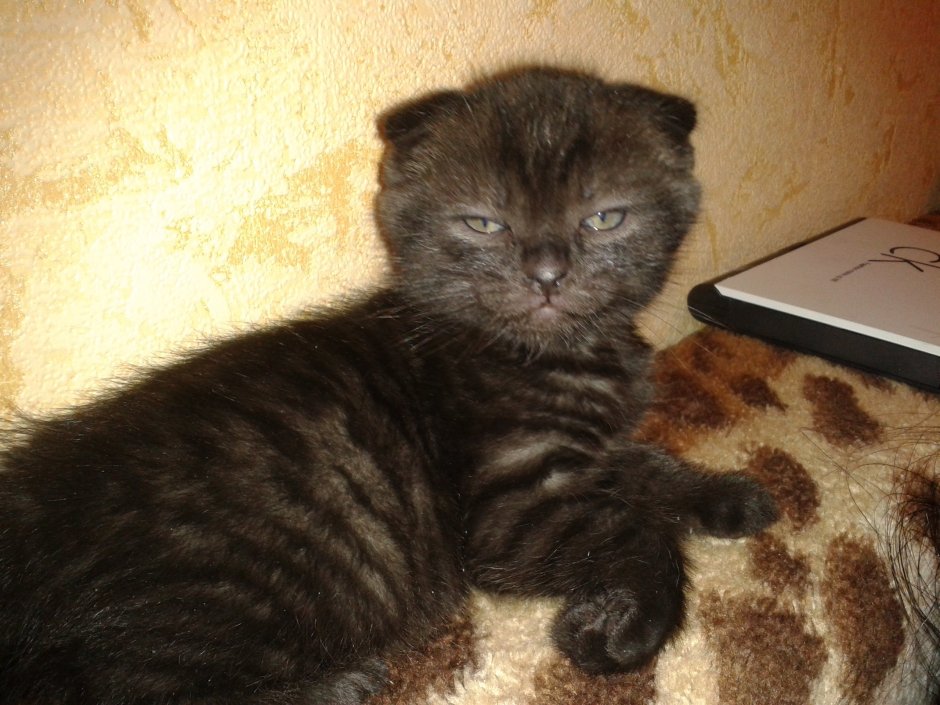 Шотландская вислоухая кошка метис