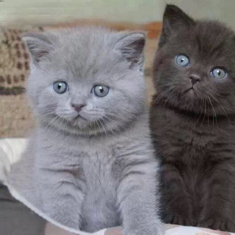 Кот шотландец метис