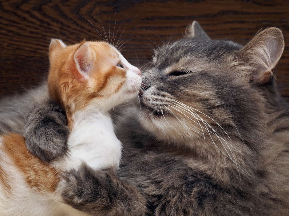 Котики обнимаются