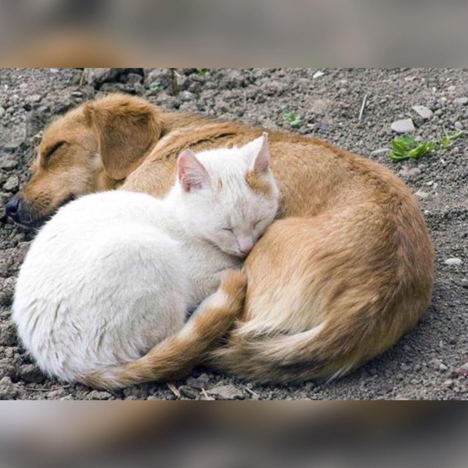 Львенок и кошка