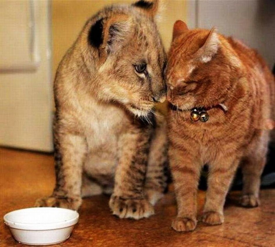 Кот и собака обнимаются