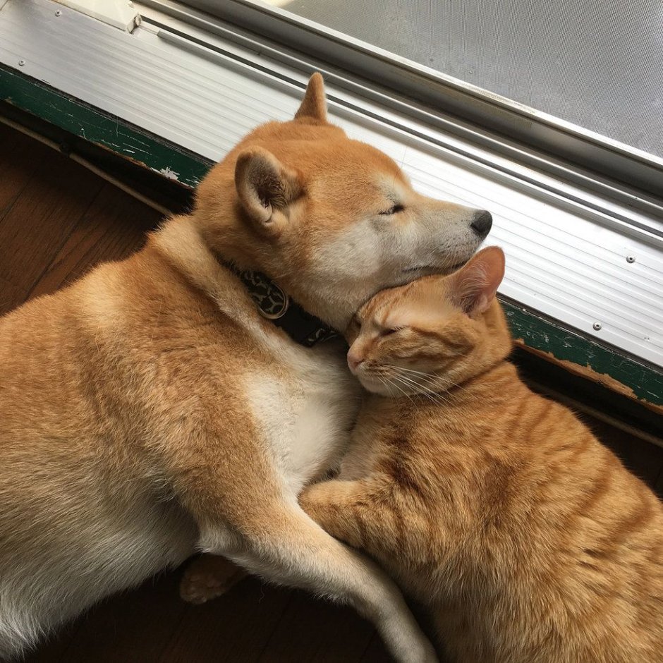 Кот и собака обнимаются