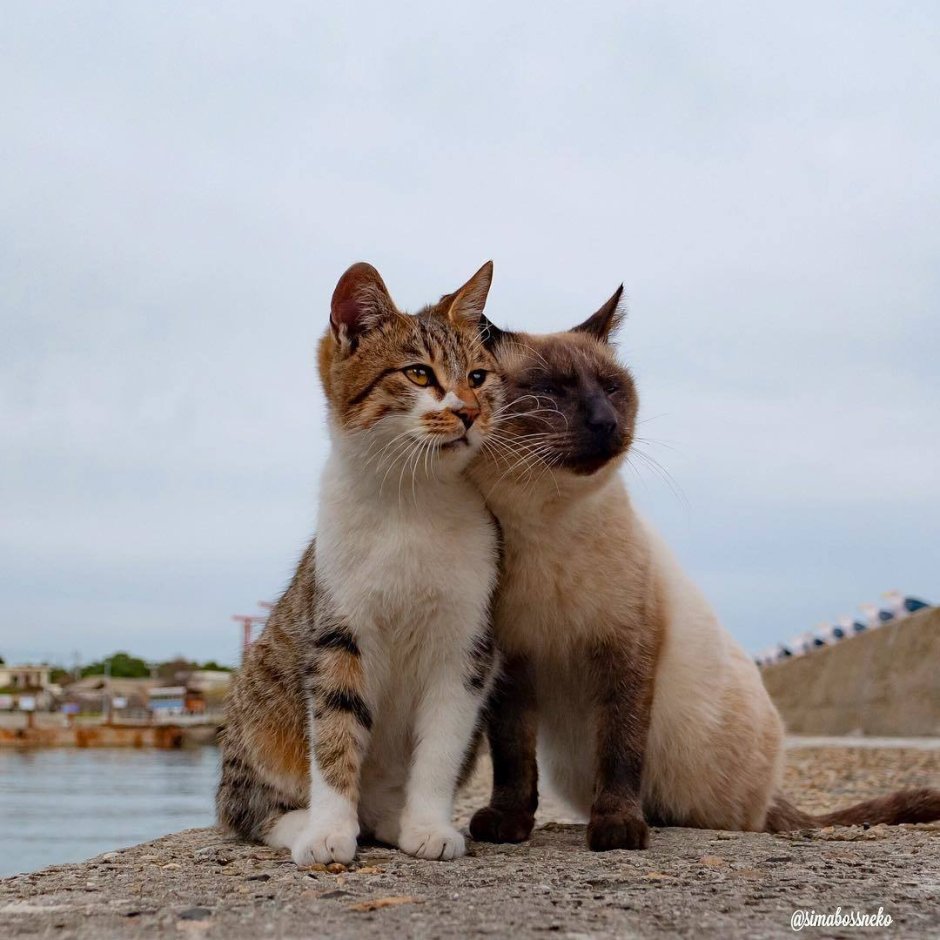 Дружба кота и котенка