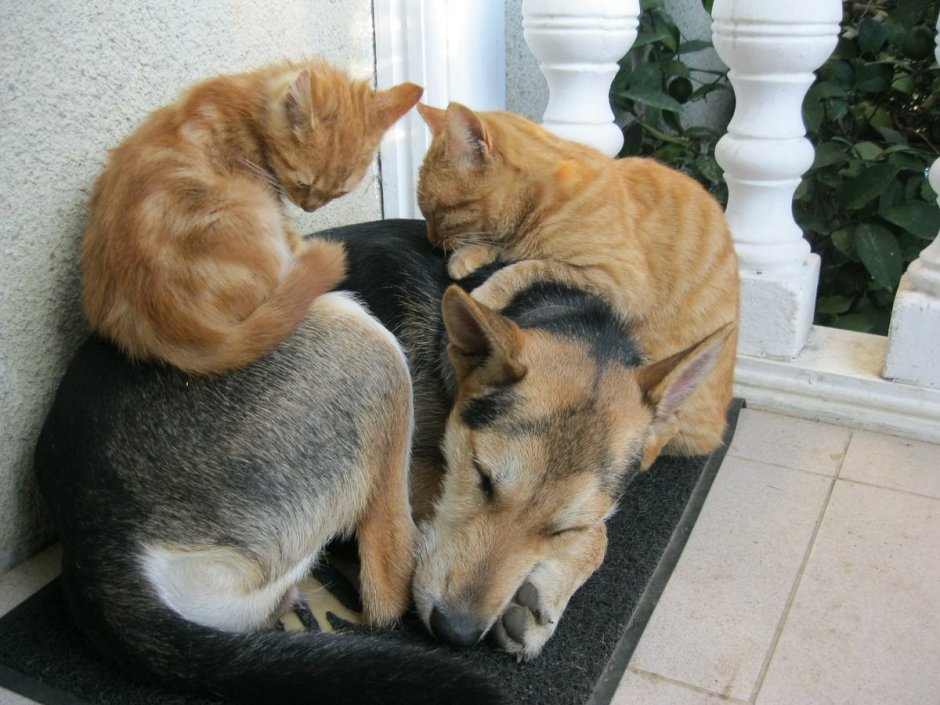 Дружба кота и собаки