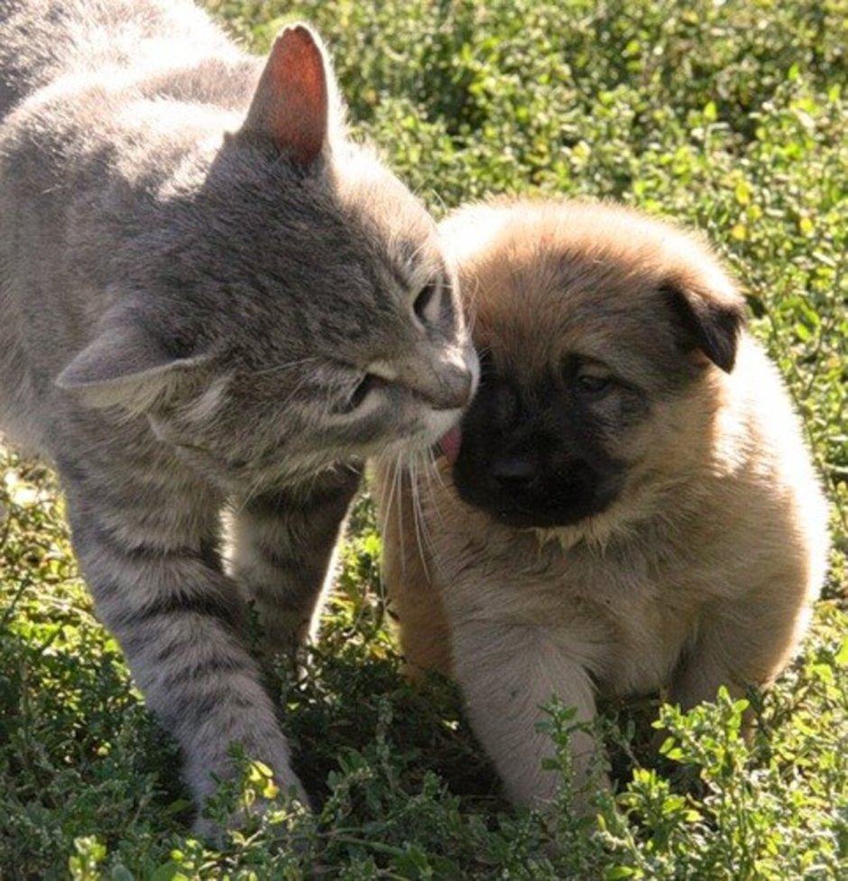 Котенок и цыпленок