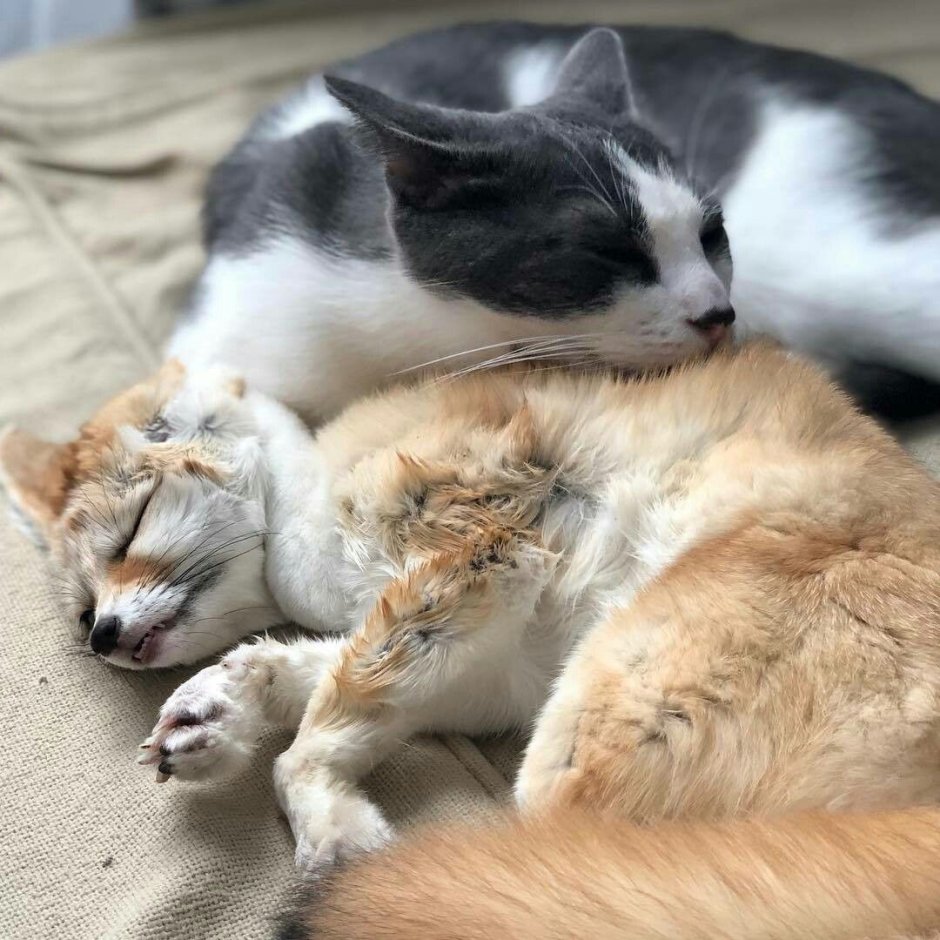 Лис и котенок
