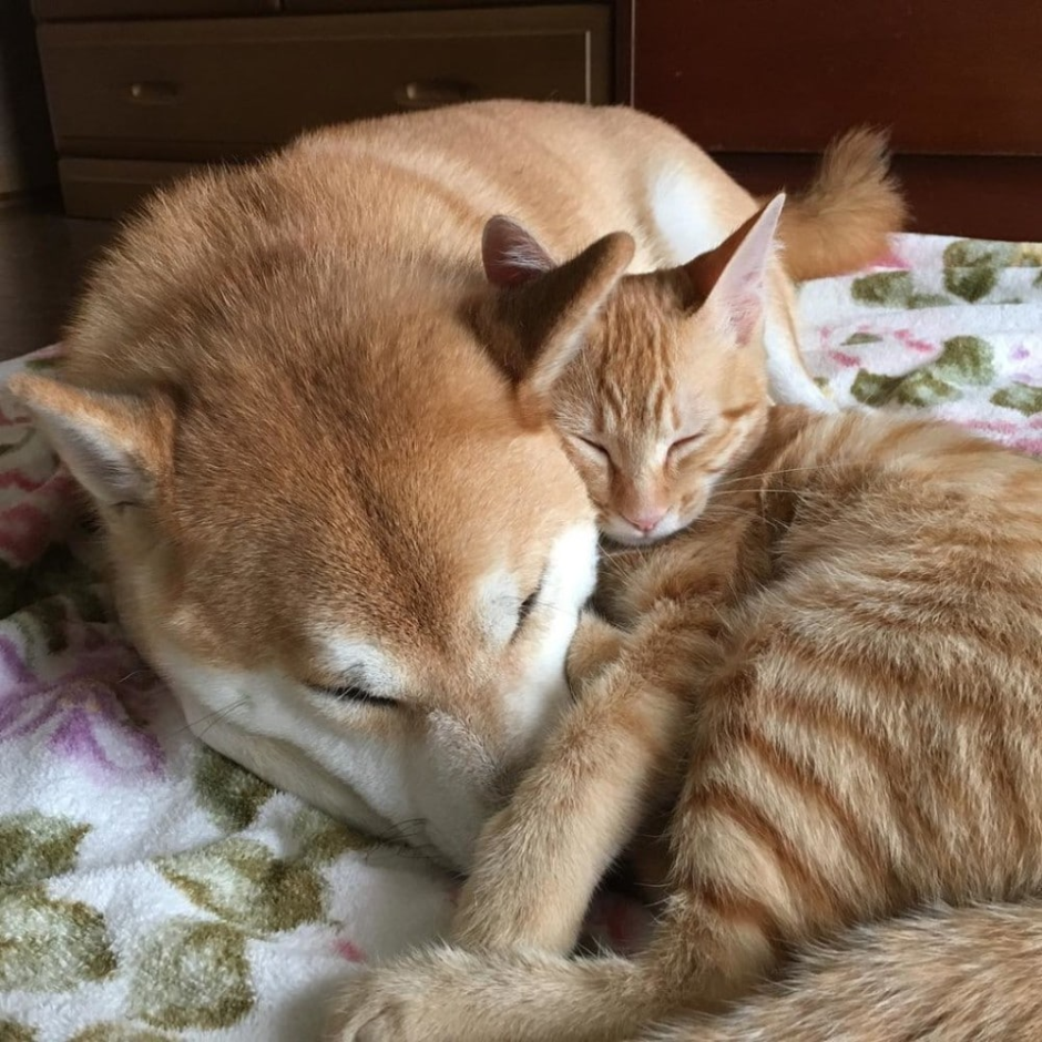 Кошка усыновила бельчат