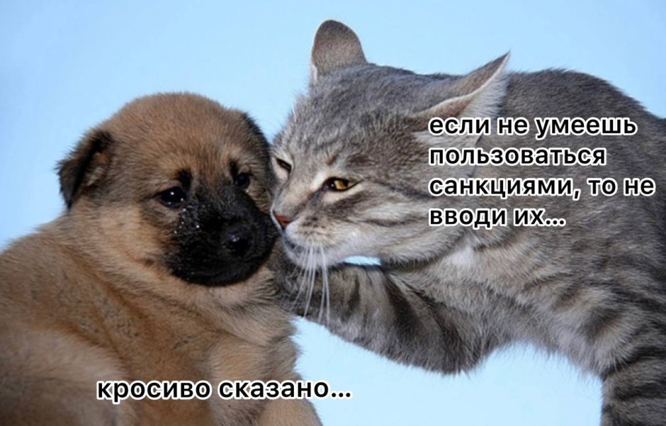 Кошка с собакой в обнимку
