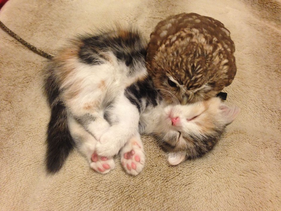 Совенок и котенок