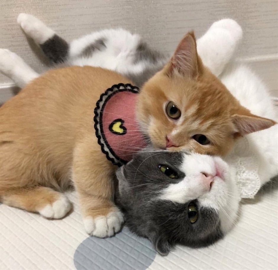Вельш корги и кот