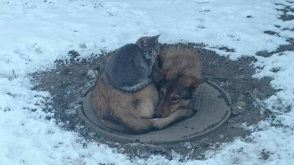 Дружба Совы и кота