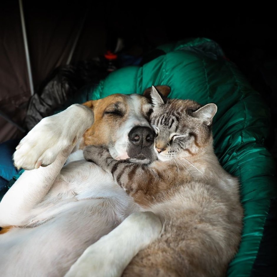 Собака и кошка вместе