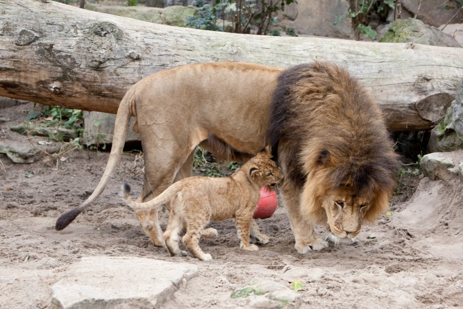Кошачьи Лев
