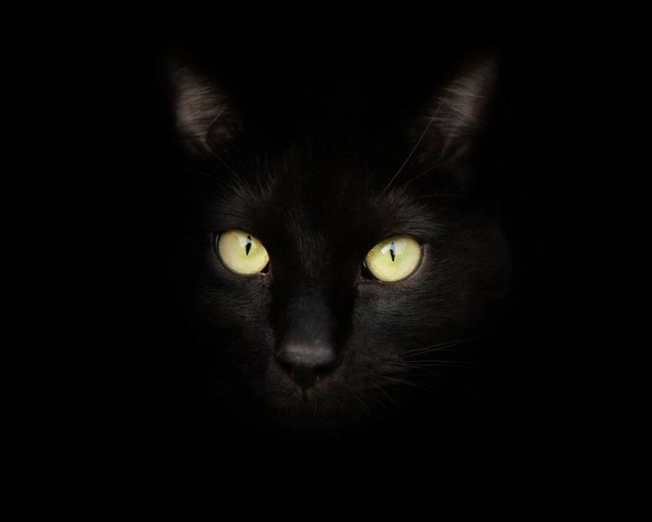 Чёрный кот