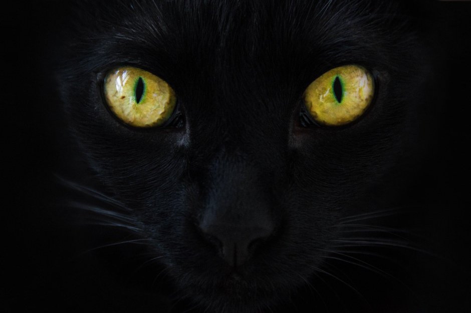 Фон кот