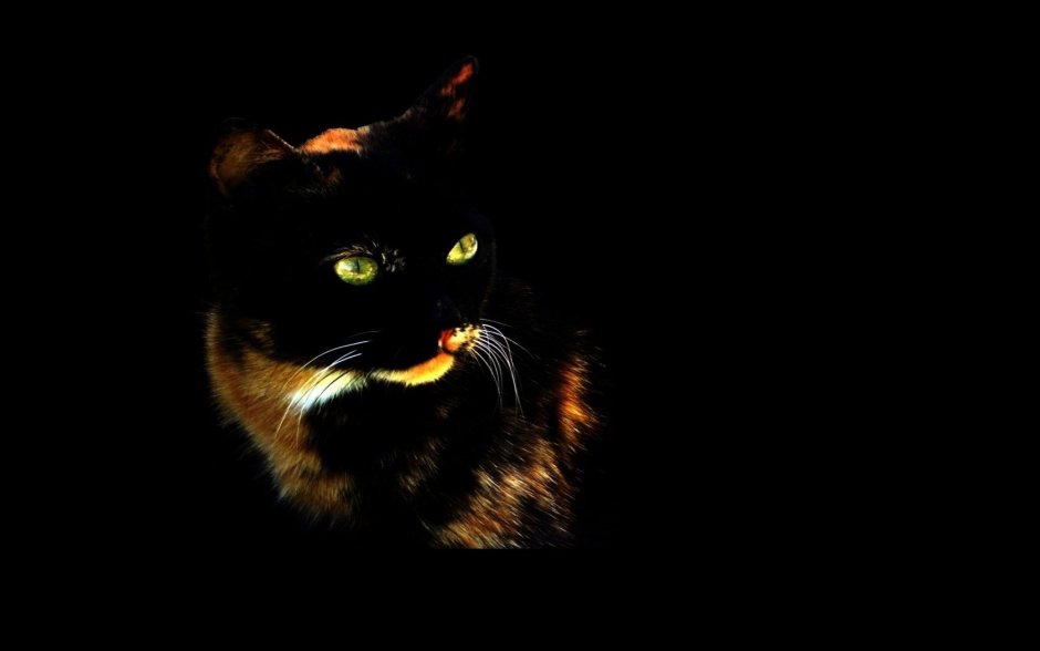 Недовольный черный кот