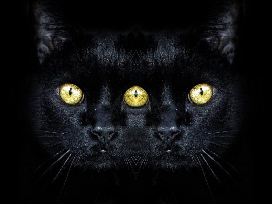 Котики арт