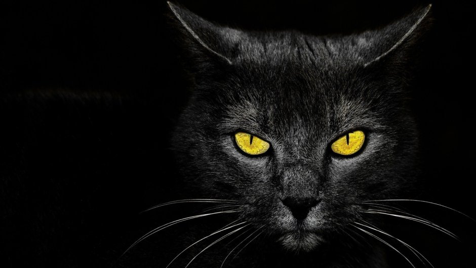 Чёрный кот